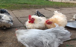 Hens poultry for sale: Chickens for sale - Image 17