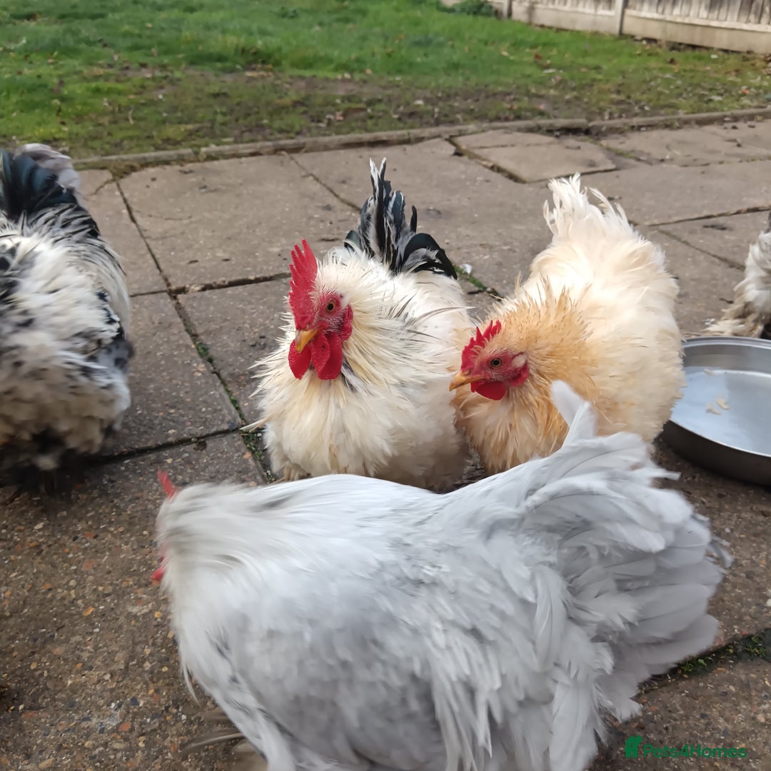 Hens poultry for sale: Chickens for sale - Image 17