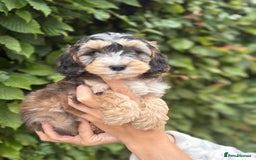 Cockapoo dogs for sale: Adorable F1 Cockapoo puppies - Image 2