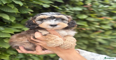 Cockapoo dogs - Advert 14