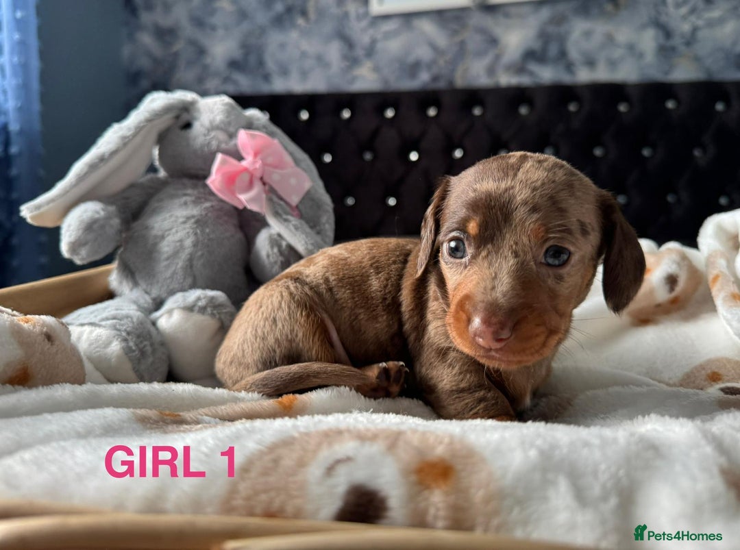 Dachshund dogs for sale: STUNNINGLY,  GORGEOUS DACHSHUND PUPPIES 🐶 😍  - Image 6