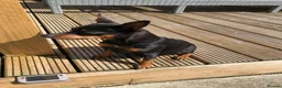 Miniature Pinscher dogs for sale: Kc miniature pinschers 2 boys 4 girls in Darlington - Advert 2