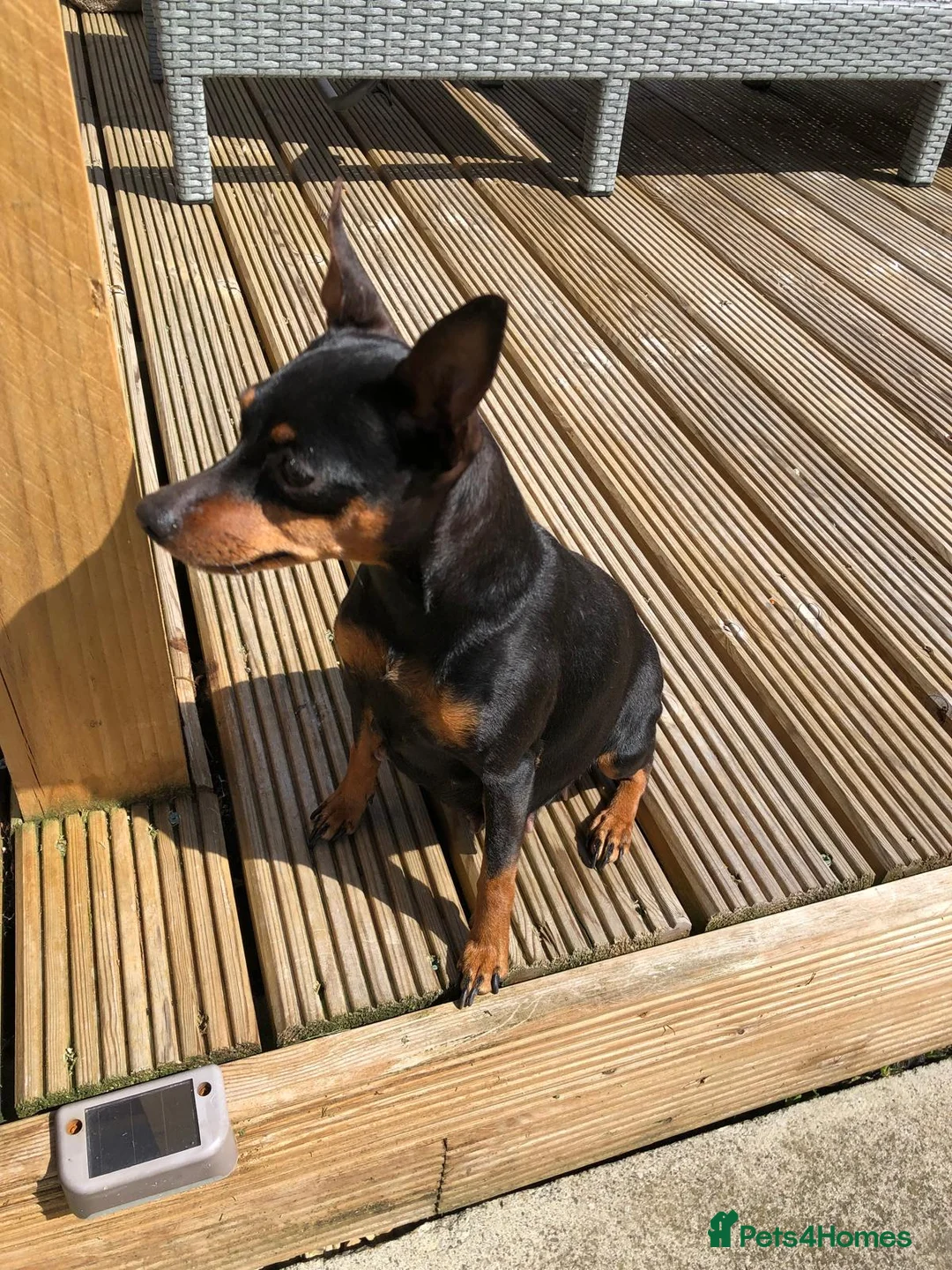 Miniature Pinscher dogs for sale: Kc miniature pinschers 2 boys 4 girls in Darlington - Advert 2