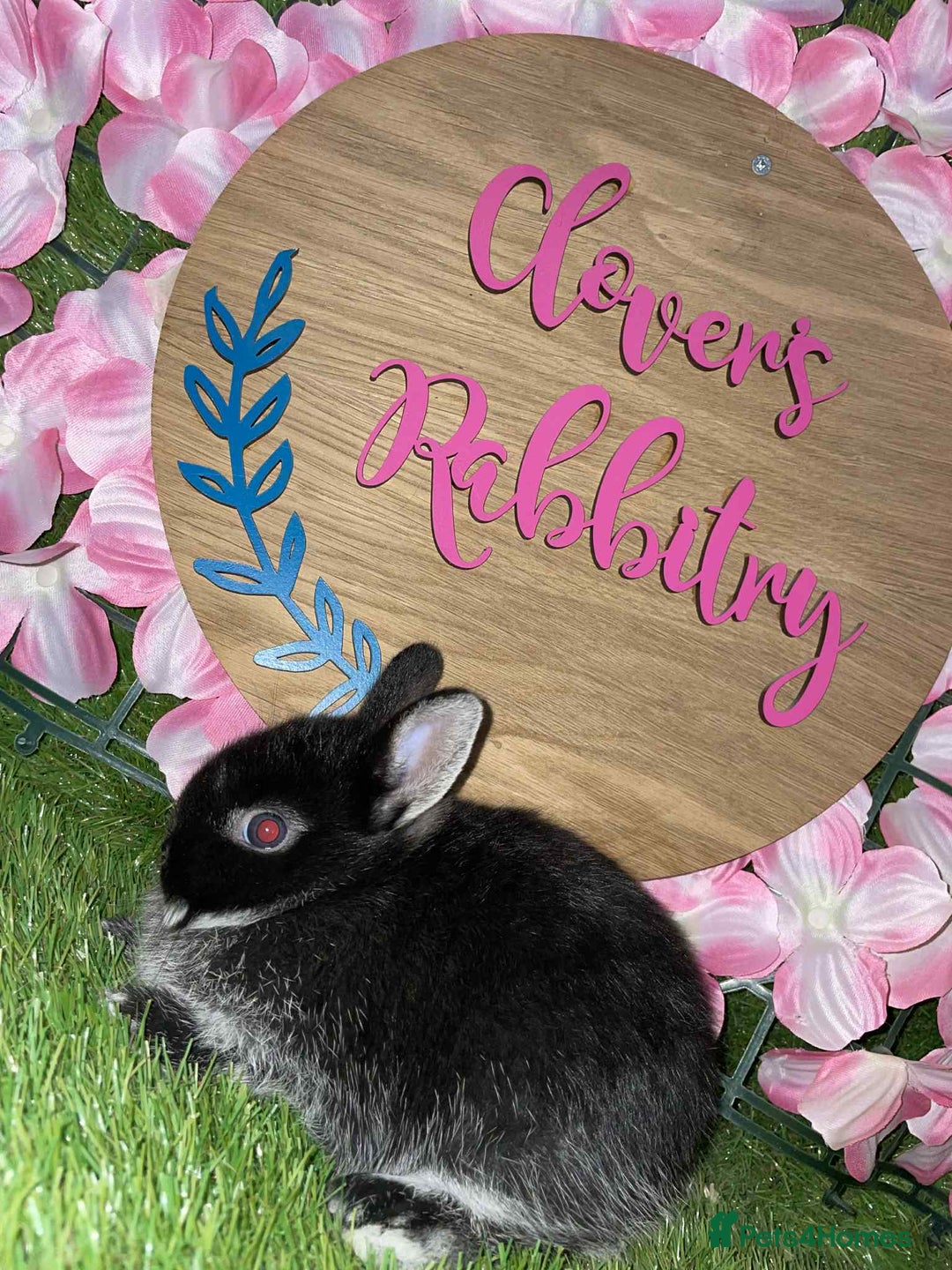 Netherland Dwarf rabbits for sale:  pedigree Neverland dwarf also have mini lops   - Image 2