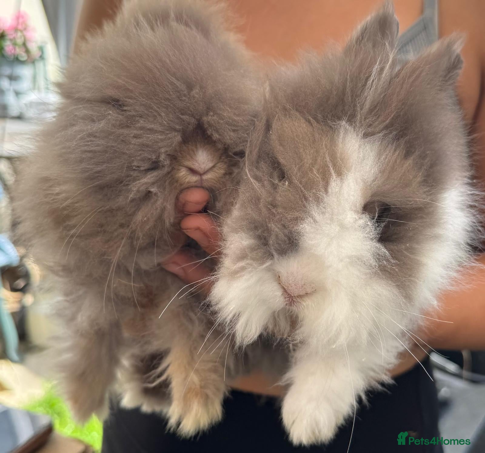 Angora rabbits Beautiful Teddy Dwergs  - Advert 17