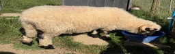 Sheep livestock for sale: Pedigree Registered Blacknose Valais Ewes - Advert 6
