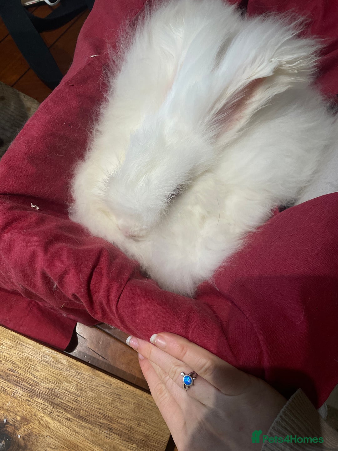 Angora rabbits for sale: Two bonded Angora bunnies for sale - Advert 8