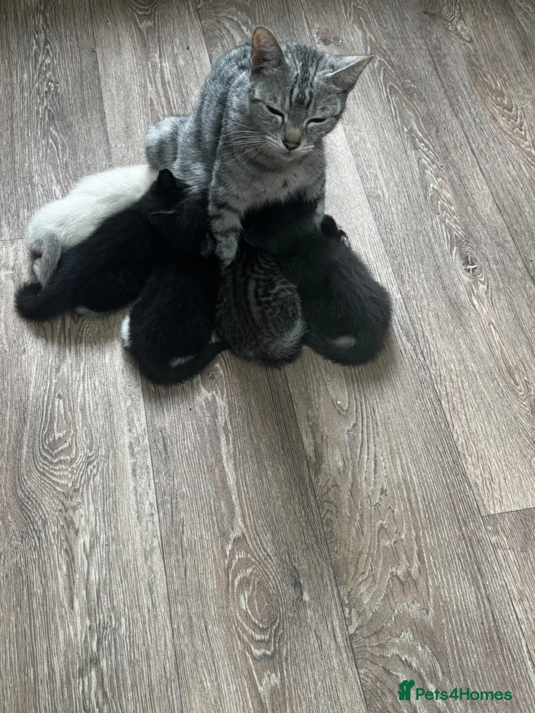 Bengal cats for sale: Half bengal litter - Advert 17