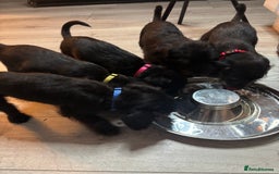 Mixed Breed dogs for sale: 3/4Bedlington 1/4Whippet - Image 11