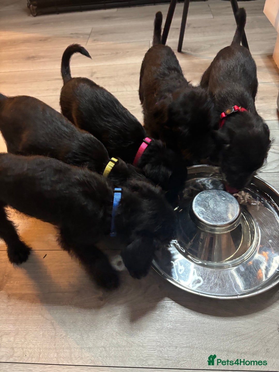 Mixed Breed dogs for sale: 3/4Bedlington 1/4Whippet - Image 11