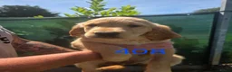 Golden Retriever dogs for sale: 🐶 Beautiful dark working golden retriever pups 🐶 - Advert 4