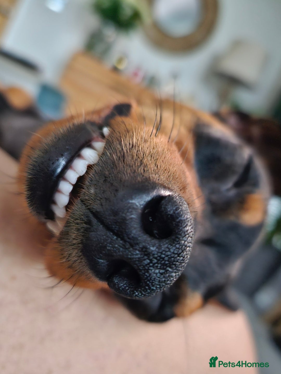 Miniature Pinscher dogs for sale: Miniture pincher male  - Advert 6