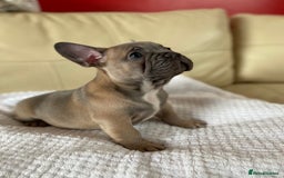 French Bulldog dogs for sale: Beautiful French Bulldogs Puppies for Sale  - Image 5