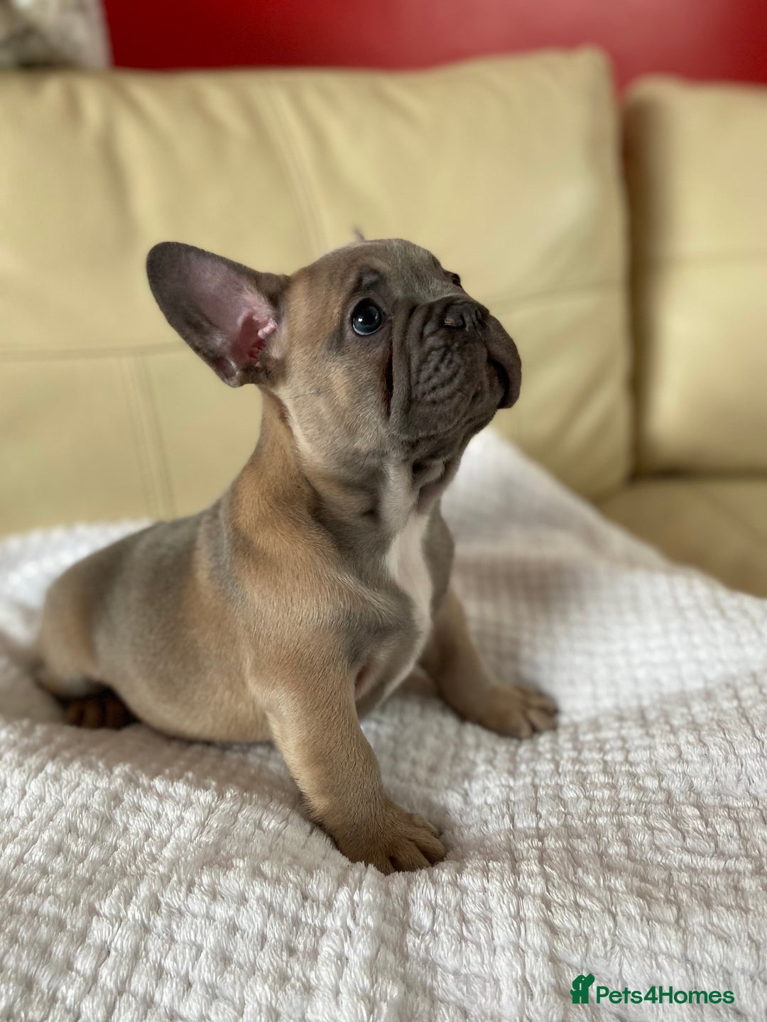French Bulldog dogs for sale: Beautiful French Bulldogs Puppies for Sale  - Image 5