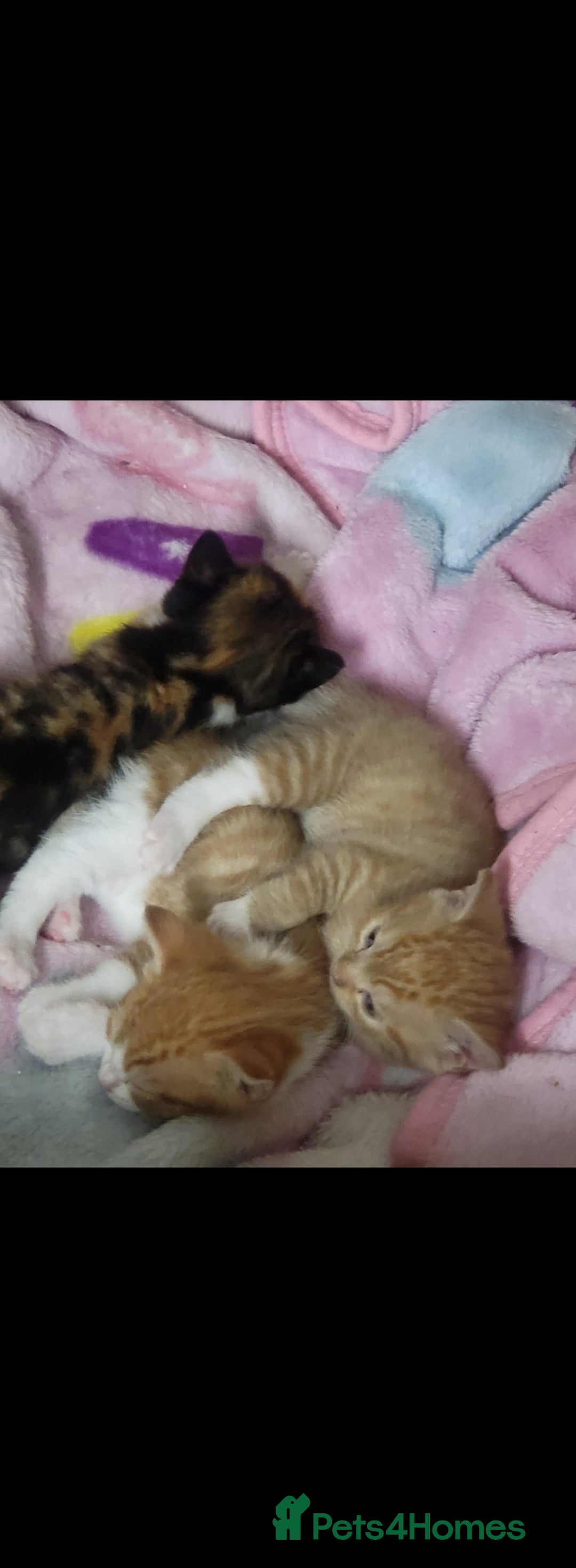 Mixed Breed cats for sale: 5 beautiful kittens - Image 6
