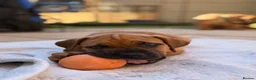 Boerboel dogs for sale: Elite Guard Neema X Spartan Dutch - Advert 3