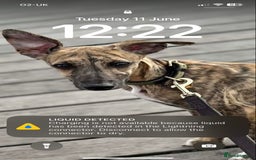 Mixed Breed dogs for sale: Beddlington x Whippet - Image 2