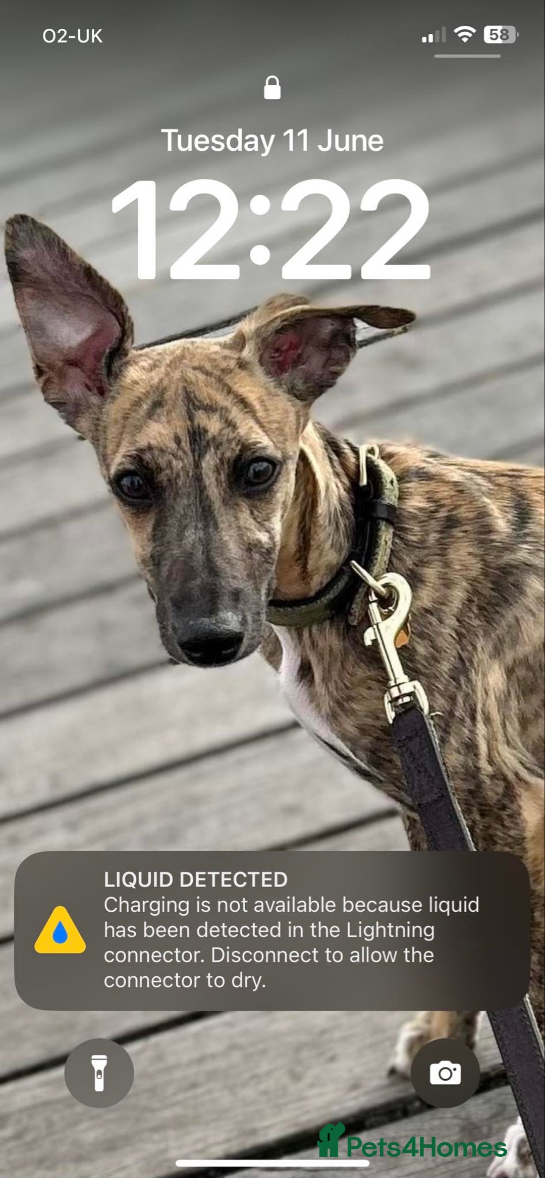 Mixed Breed dogs for sale: Beddlington x Whippet - Image 2