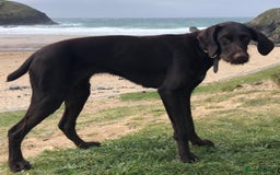 German Wirehaired Pointer dogs for sale: German Wire-haired Pointers of sale - Image 23
