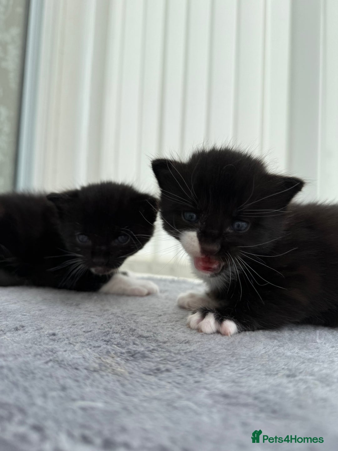 Domestic Shorthair cats for sale: Black and white kittens for sale in Manchester  - Image 8