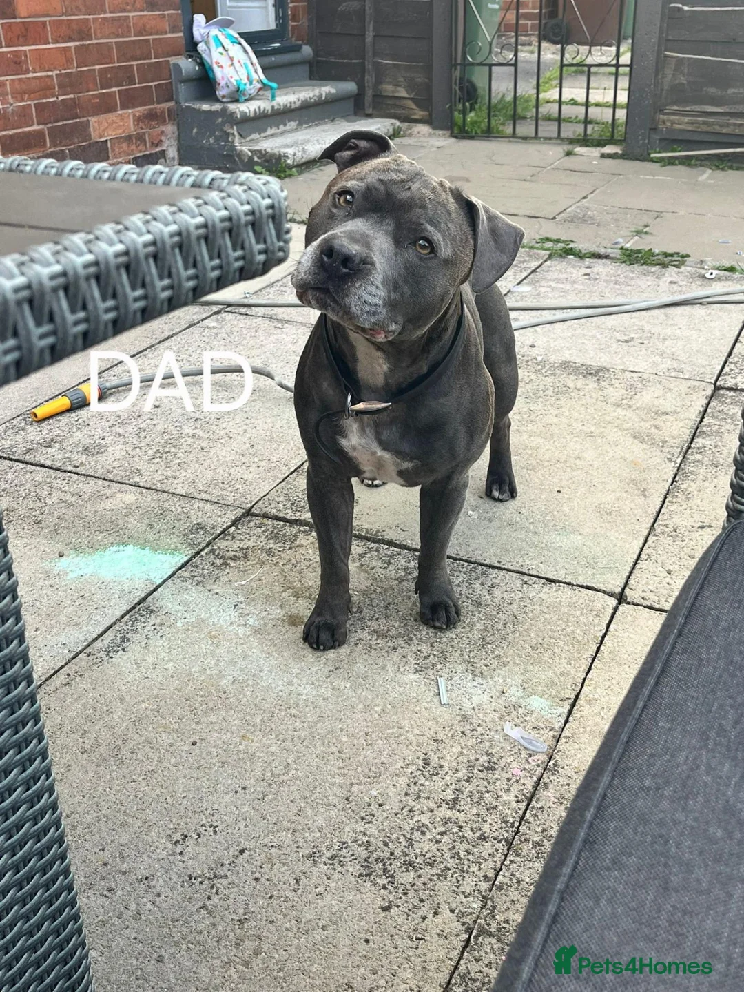 Staffordshire Bull Terrier dogs for sale: 💚💚💚BLUE STAFFIES 💚💚💚 - Advert 13