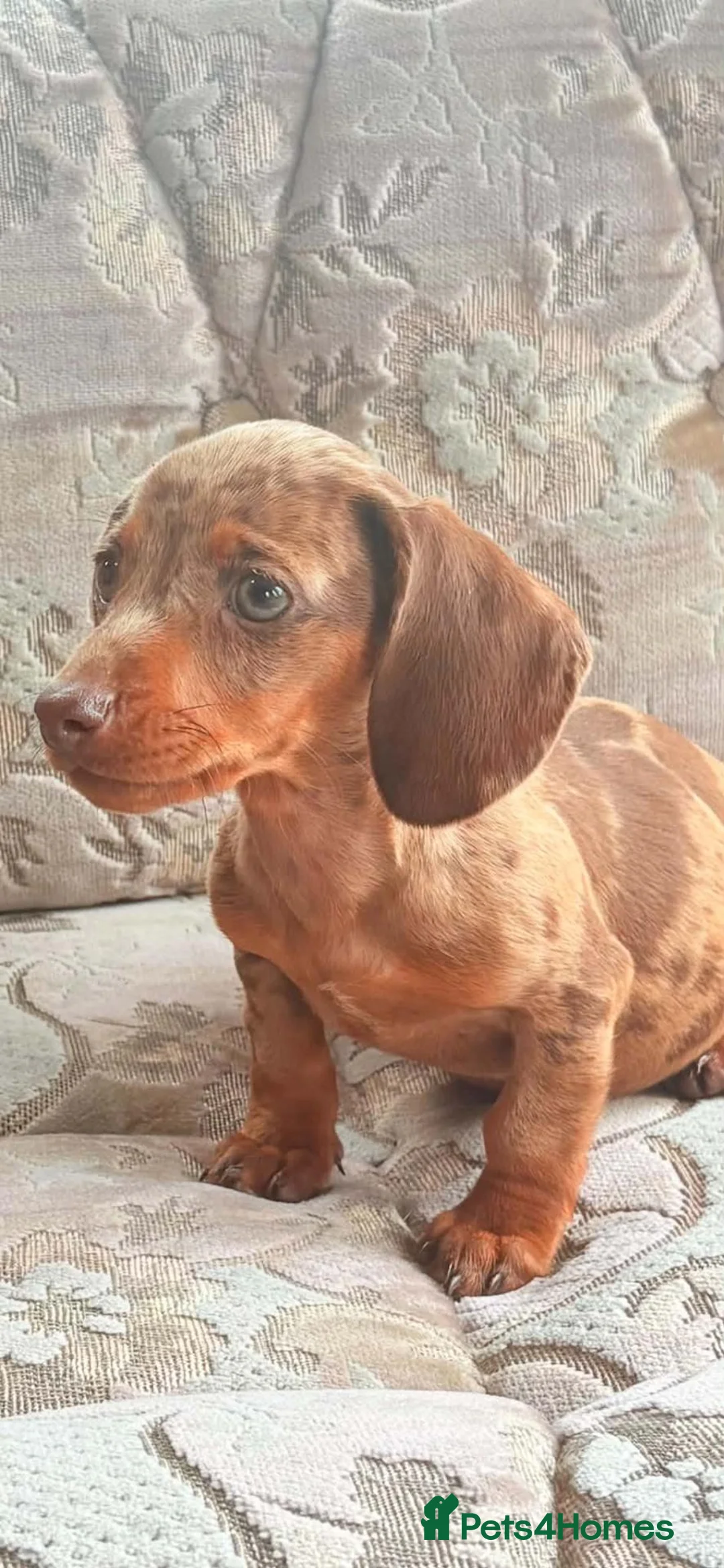 Dachshund dogs for sale: Miniature dapple dashound puppies ready now  - Advert 1