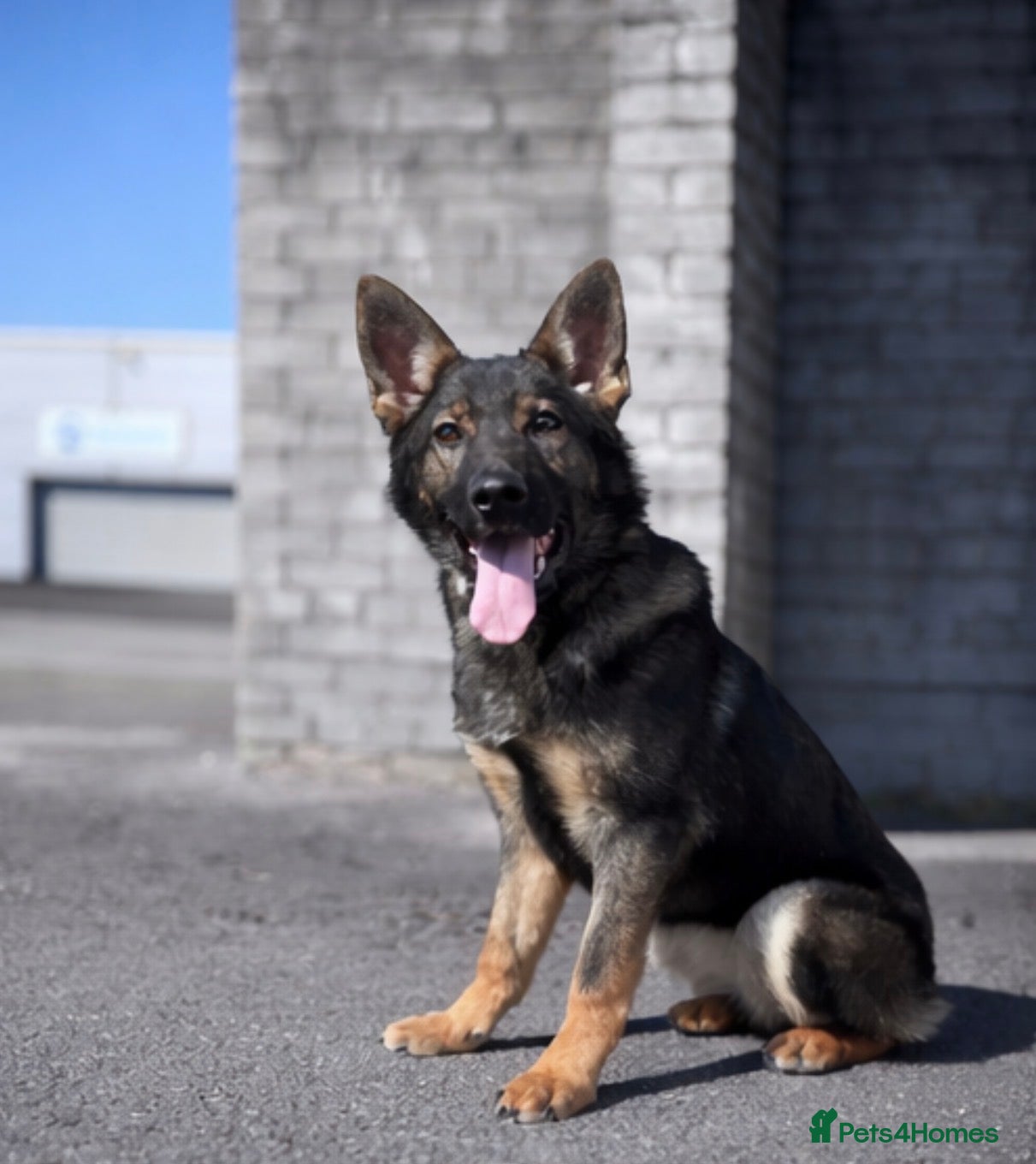 German Shepherd dogs Sable German shepherd 5 month old female Zara  - Advert 11