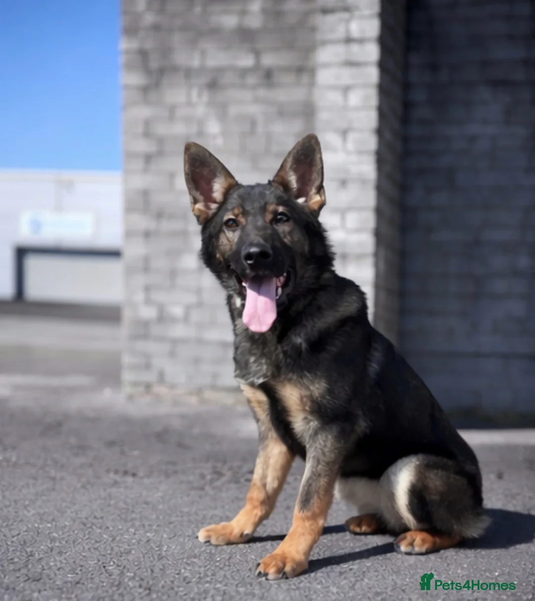 German Shepherd dogs for sale: Sable German shepherd 5 month old female Zara  in Macclesfield - Advert 1