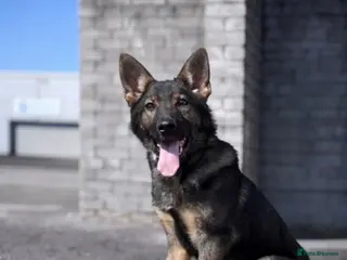 German Shepherd dogs Sable German shepherd 5 month old female Zara - Advert 11