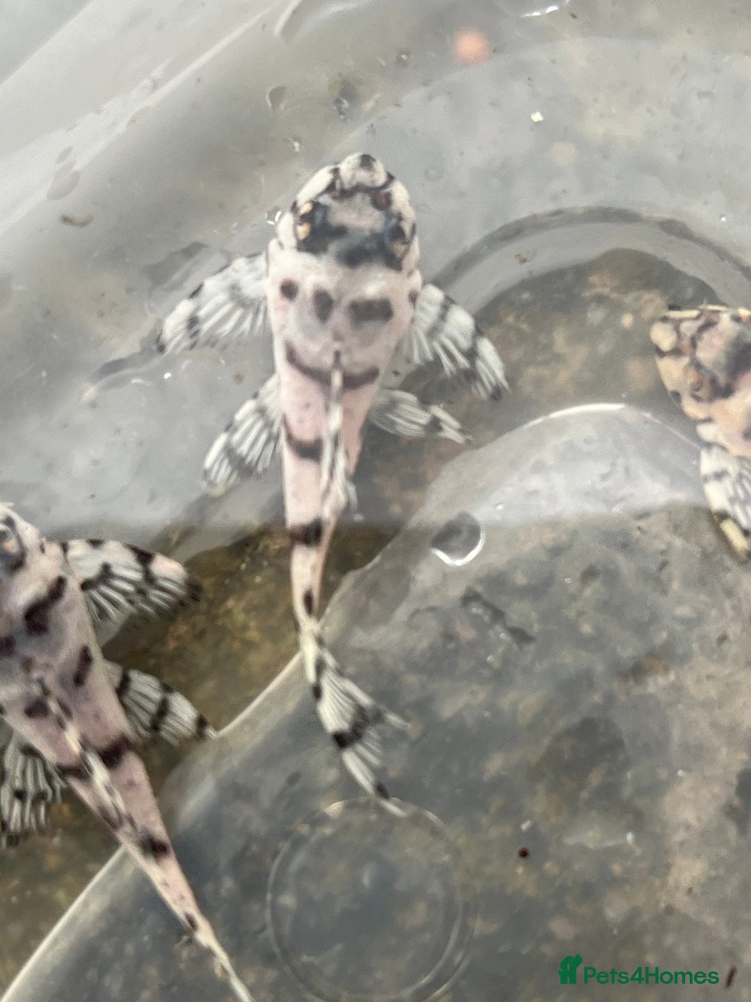 Plecos fish for sale: L236sw 1” and 2” available  - Image 3