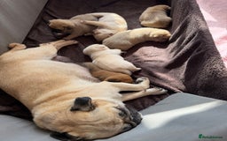 Mixed Breed dogs for sale: Adorable Pug x Pomeranian Puppies  - Image 18