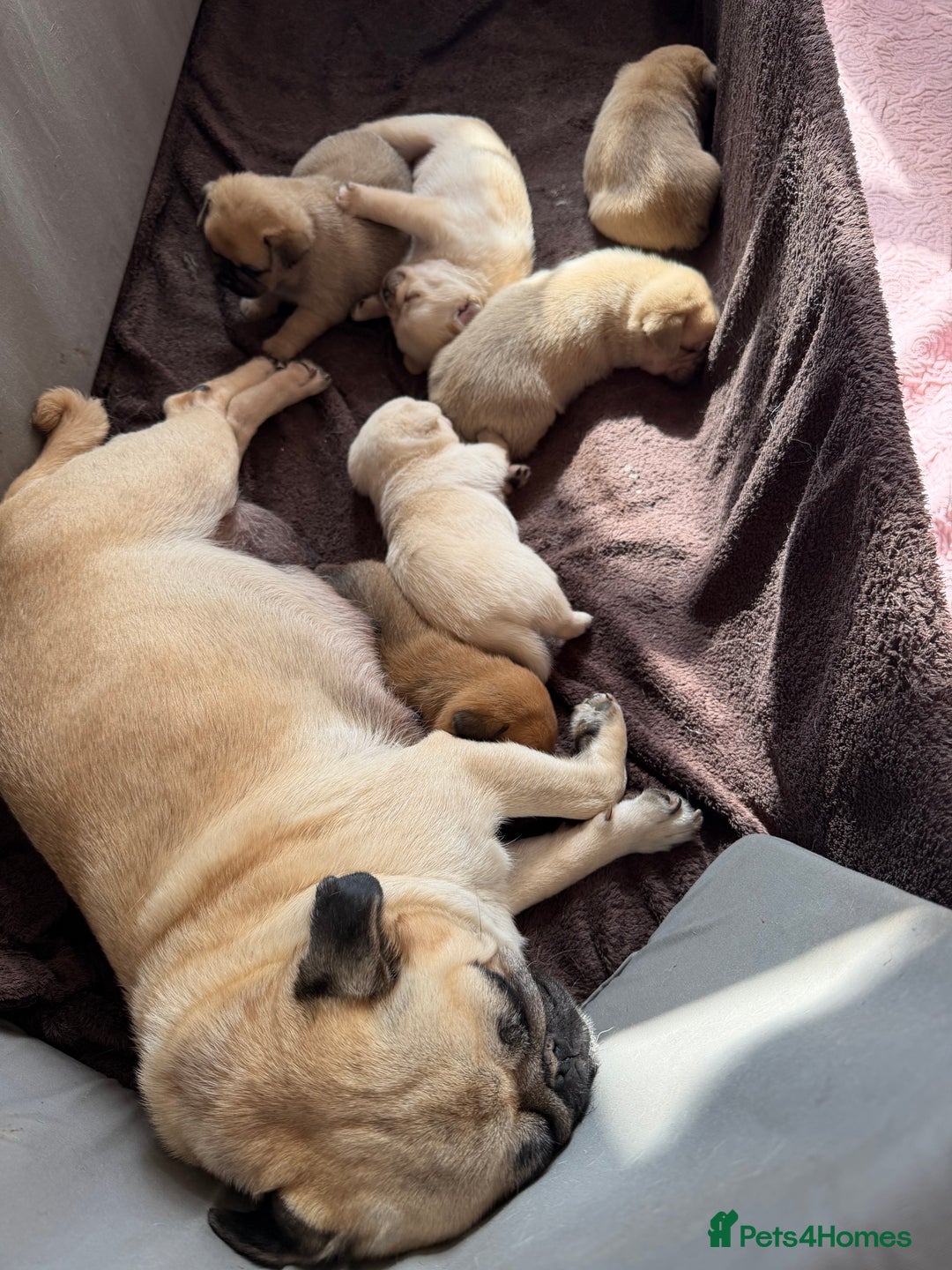 Mixed Breed dogs for sale: Adorable Pug x Pomeranian Puppies  - Image 18