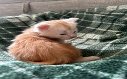 Maine Coon cats for sale: Beautiful rare colour pedigree Maine Coon kittens - Image 8