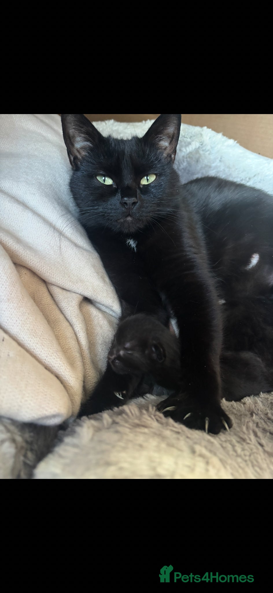 Domestic Shorthair cats 2 male black kittens for sale  - Advert 2
