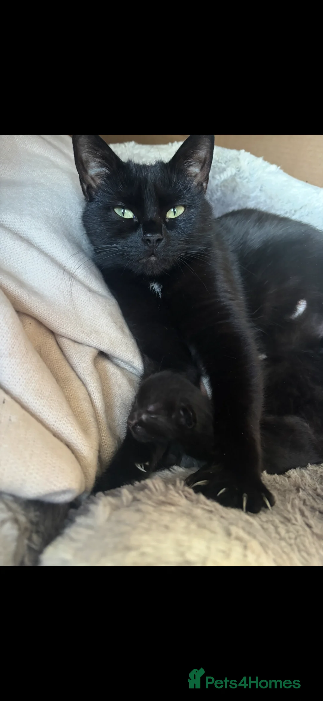 Domestic Shorthair cats for sale: 2 male black kittens for sale  - Advert 1