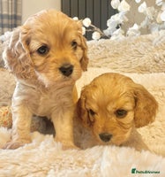Cavapoo dogs - Advert 2