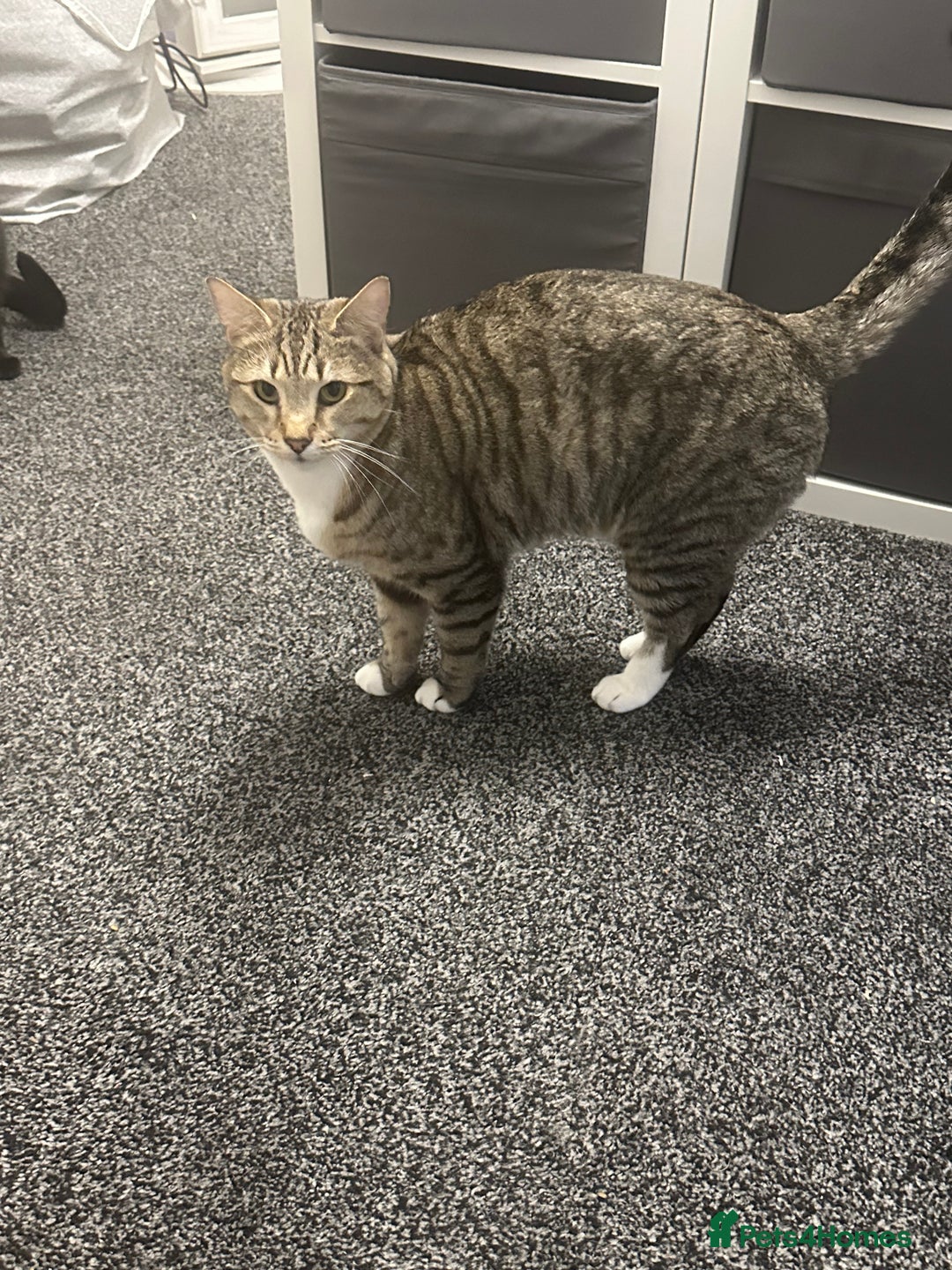 British Shorthair cats for sale: Loki Short Hair Tabby with white Chest - Advert 8