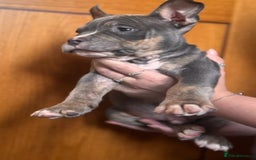 American Bully dogs for sale: Blue & lilac tri pocket bully’s  - Image 6