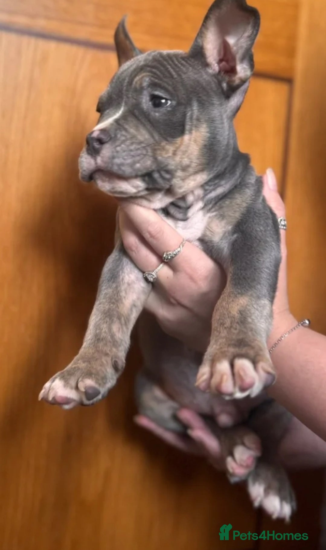 American Bully dogs for sale: Blue & lilac tri pocket bully’s  - Image 6