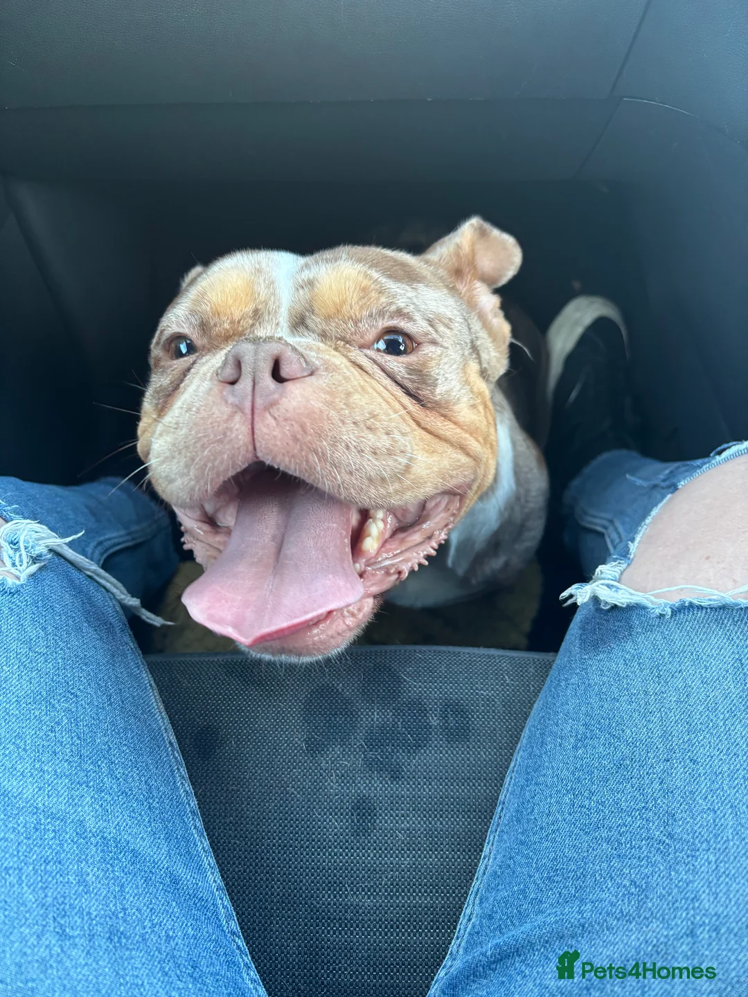 Mixed Breed dogs for sale: Loveable pocket bully Callie in Birmingham - Advert 2