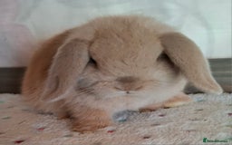 Mini Lop rabbits for sale: Mini lop kits - Image 6