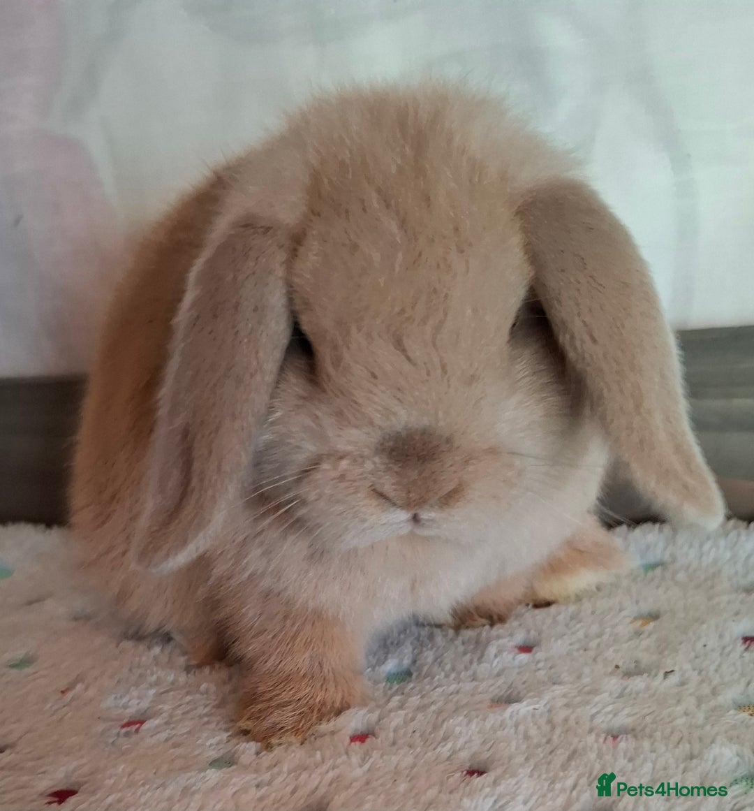 Mini Lop rabbits for sale: Mini lop kits - Image 6