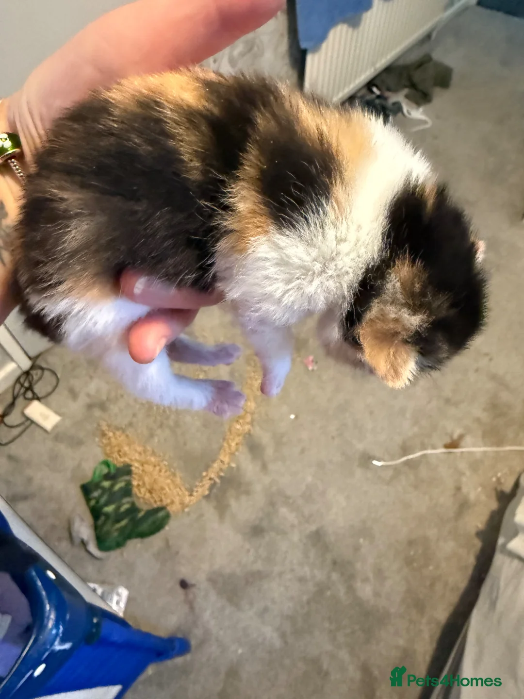 Domestic Shorthair cats for sale: Kittens  in Wells - Advert 5