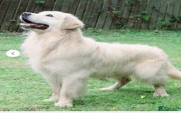 Golden Retriever dogs for sale: Exceptional litter of kc healthy golden retrievers - Image 14