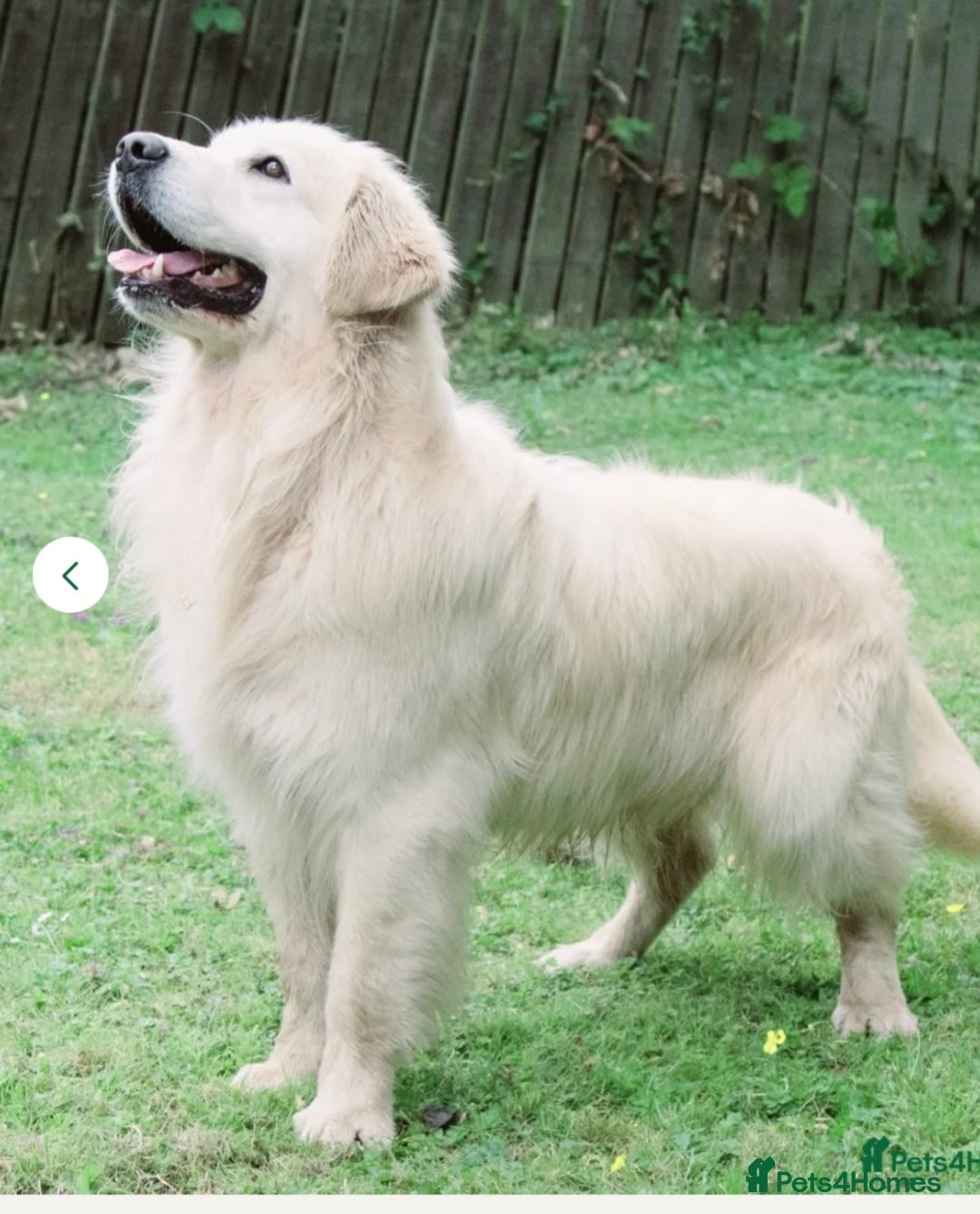 Golden Retriever dogs for sale: Exceptional litter of kc healthy golden retrievers - Image 14