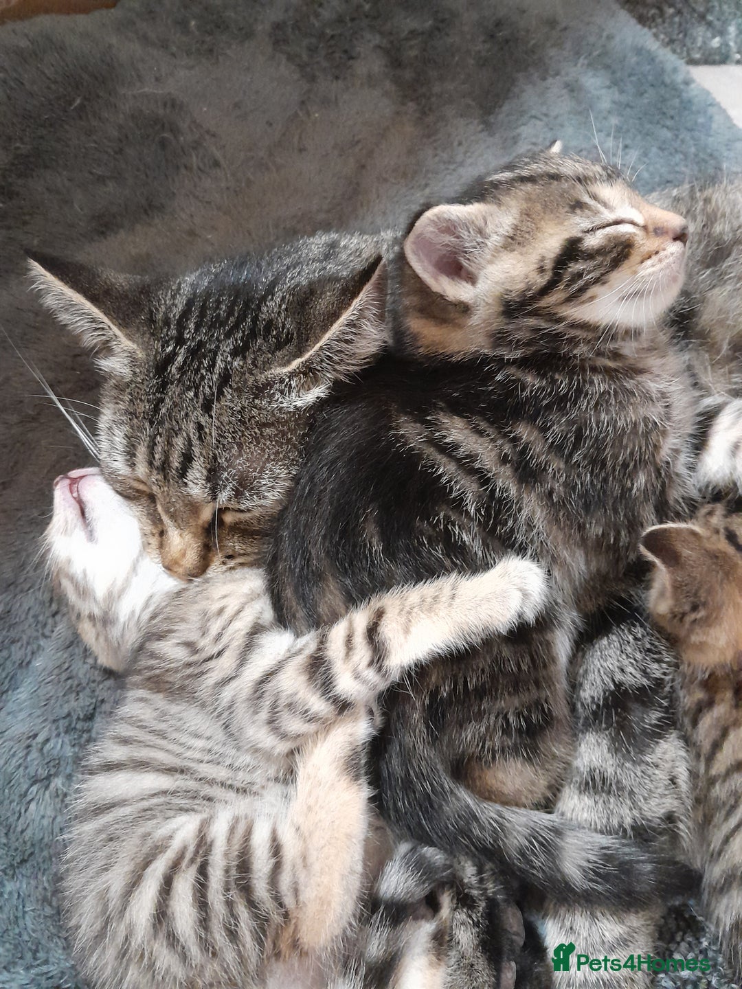 Mixed Breed cats for sale: Playful & cuddly Tabby-Bengal-Mix Kittens £200 - Image 2