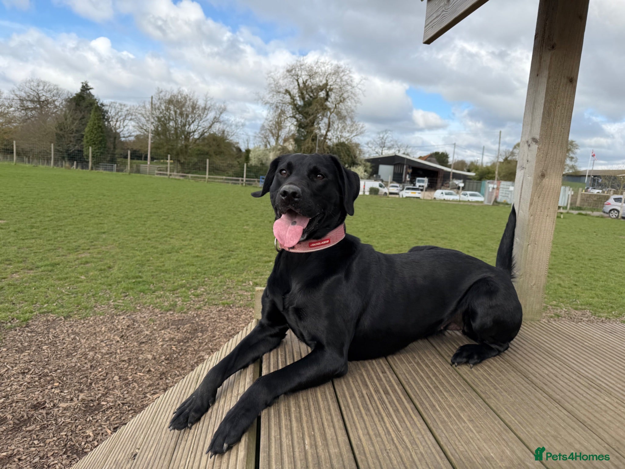Labrador Retriever dogs KC registered puppies for sale. - Advert 1