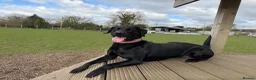 Labrador Retriever dogs for sale: KC registered puppies for sale. - Advert 1