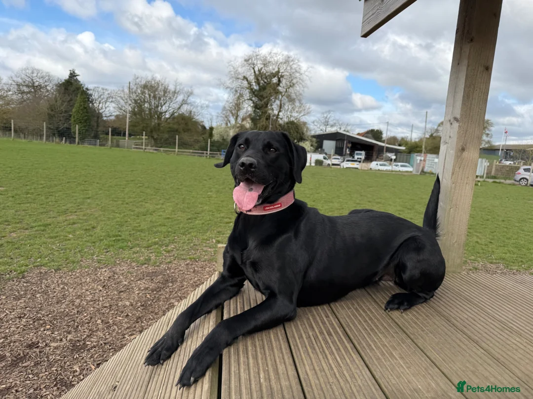 Labrador Retriever dogs for sale: KC registered puppies for sale. - Advert 1