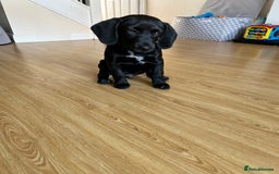 Mixed Breed dogs for sale: Beagledor - Image 1